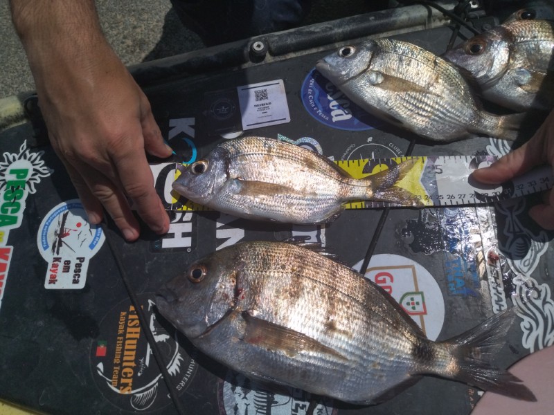 Fish Measure Picture